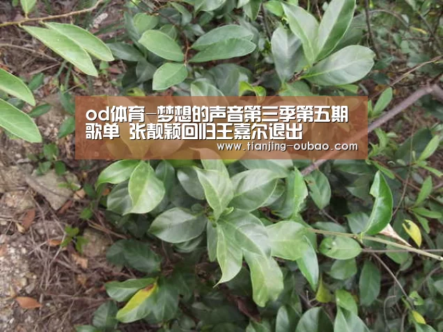 od体育-梦想的声音第三季第五期歌单 张靓颖回归王嘉尔退出